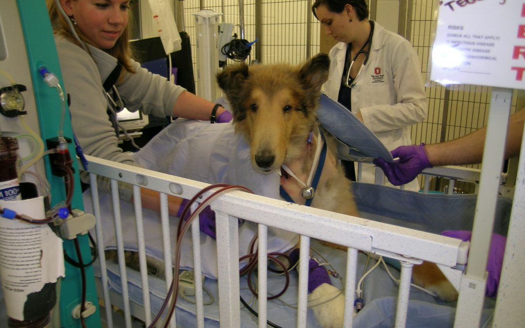 A Collie with a Kidney Infection